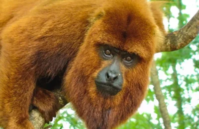 Misiones lanzará un plan binacional para repoblar la selva con monos carayá rojos provenientes de Brasil para evitar la extinción de la especie