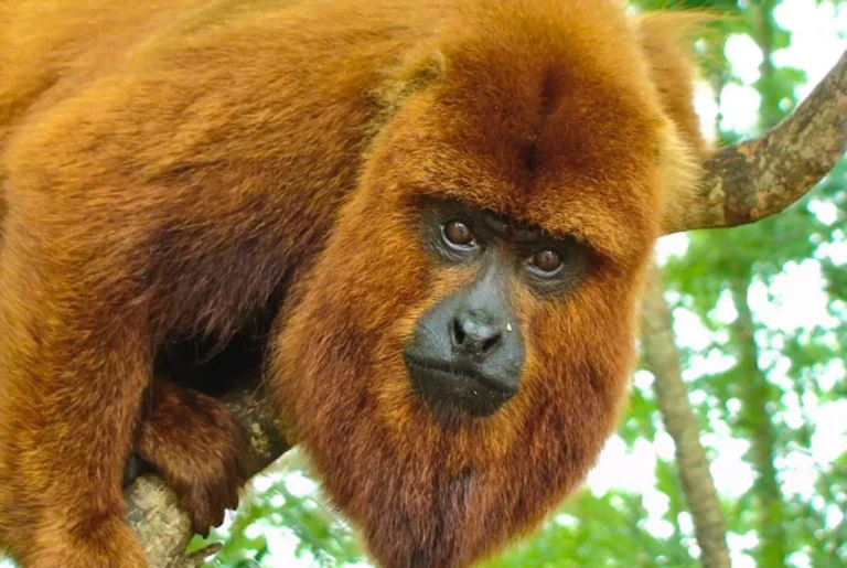 Misiones lanzará un plan binacional para repoblar la selva con monos carayá rojos provenientes de Brasil para evitar la extinción de la especie