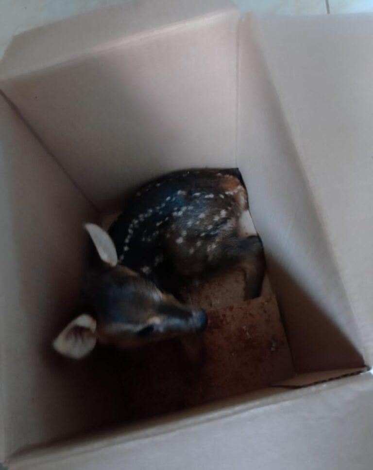 Rescataron un oso melero y un venado bebé para devolverlos a su hábitat natural