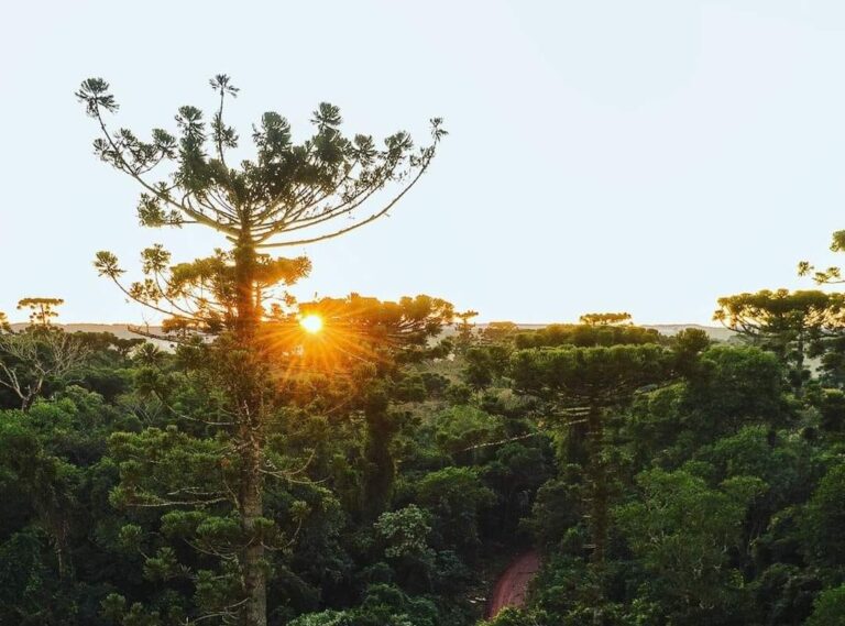 Jueves fresco y estable en Misiones: la máxima llegará a 27 °C y no se esperan lluvias
