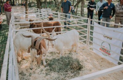 Profundidad reunió a productores y familias rurales en la sexta Expo Ovino Caprina