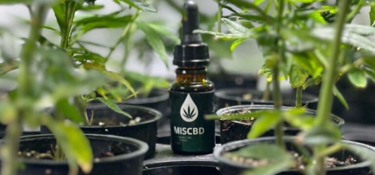 Biofábrica retomó la entrega gratuita de aceite de cannabis medicinal