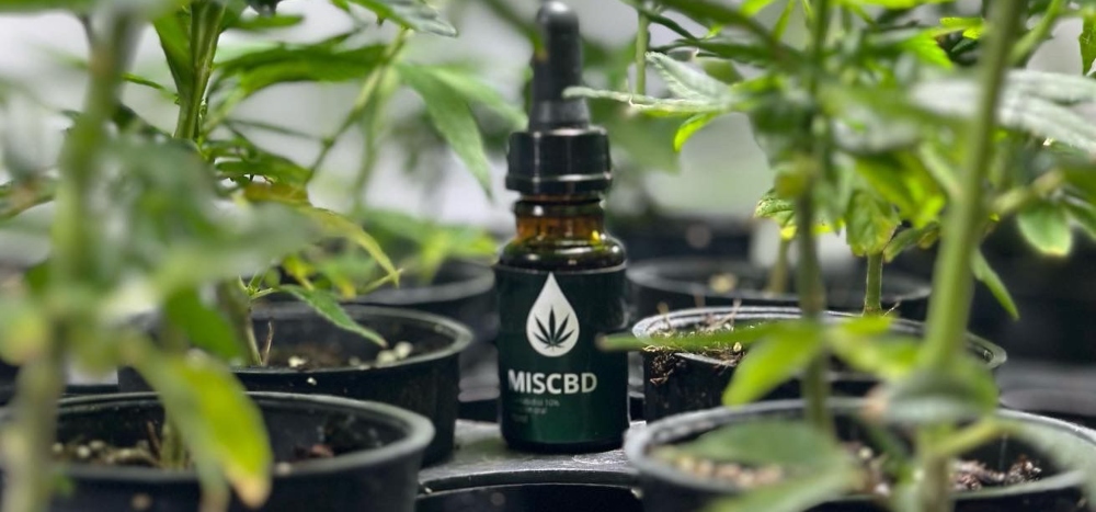 Biofábrica retomó la entrega gratuita de aceite de cannabis medicinal