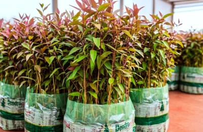 Más de 30 mil hectáreas y 33 millones de plantines: los números del Plan Leña que volverá en Misiones