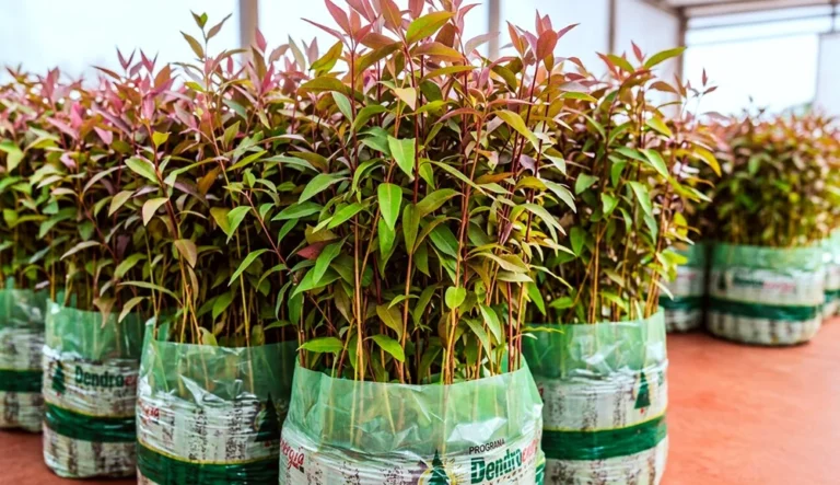 Más de 30 mil hectáreas y 33 millones de plantines: los números del Plan Leña que volverá en Misiones