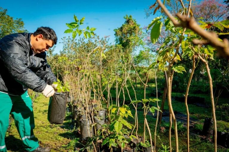 El Congreso Nacional de Arboricultura reunirá a especialistas en Posadas