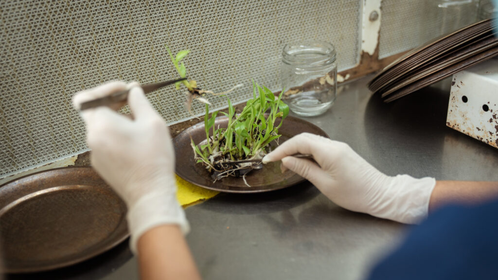 Biofábrica Misiones cumple 20 años con desarrollos para el agro y la actividad forestal