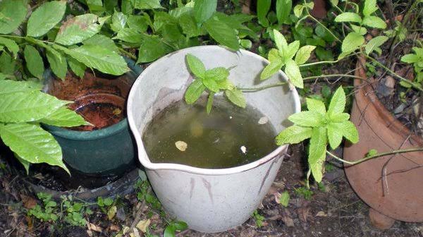 Dengue en Misiones: las recomendaciones para reducir la presencia del mosquito